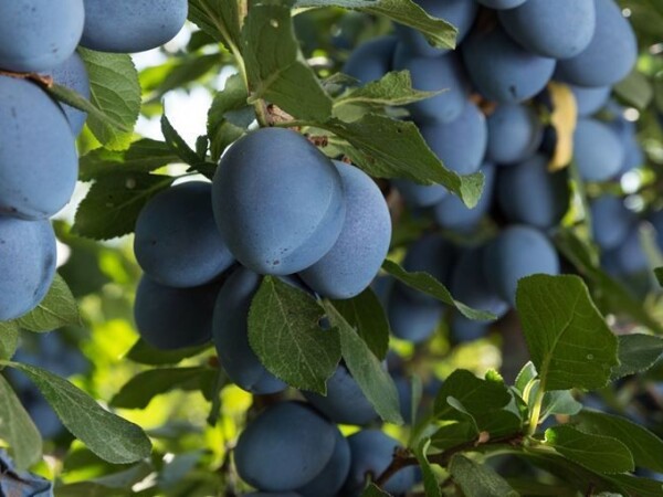 Rakija Od Sljive Vina Likeri I Rakije Poljoprivredni Oglasnik