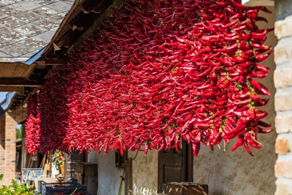 Paprika Uzgoj Gnojidba Sorte Sadnja Sjetva Berba Etva Uporaba