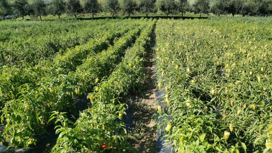 Kako štititi usjeve u ekološkom uzgoju odgovara Alen Dinar Eko