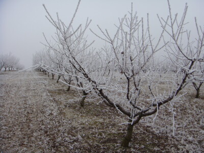 Voćnjak i pripremljeno zemljište