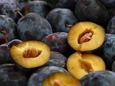 Rezervacije u toku za jesenju sadnju voćnih sadnica