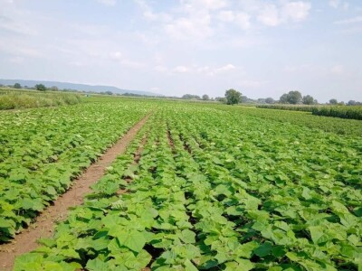 PAULOVNIJA SADNICE SHAN TONG