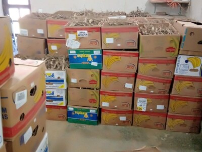 PAULOVNIJA SADNICE SHAN TONG