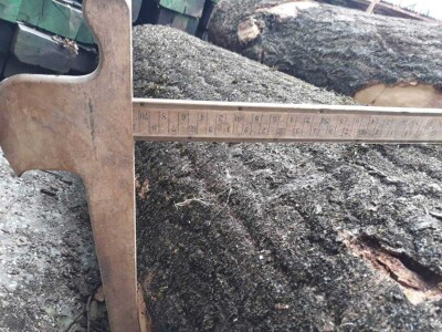 PAULOVNIJA SADNICE SHAN TONG