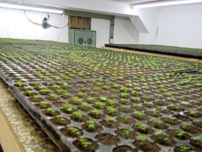 PAULOVNIJA SADNICE SHAN TONG