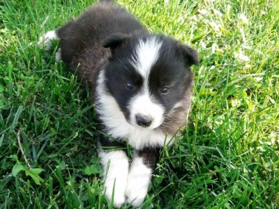 Na prodaju stenci Border collie