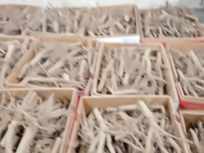 PAULOVNIJA SADNICE SHAN TONG