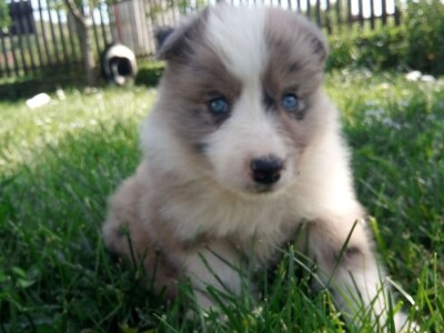 Na prodaju stenci Border collie