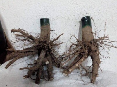 PAULOVNIJA SADNICE SHAN TONG