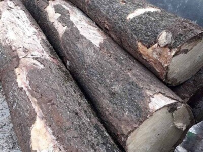 PAULOVNIJA SADNICE SHAN TONG