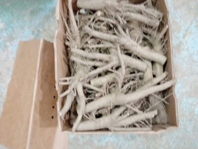 PAULOVNIJA SADNICE SHAN TONG