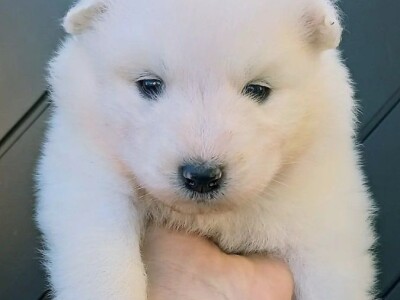 Na prodaju vrhunski štenci samojeda, oštenjeni 23.10.2023.