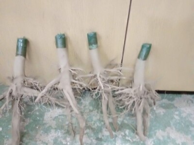 PAULOVNIJA SADNICE SHAN TONG