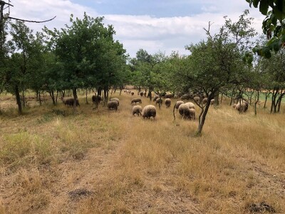 Prodajem ovce i koze mesovite sorte!!!! Cena vise nego povoljna!!!