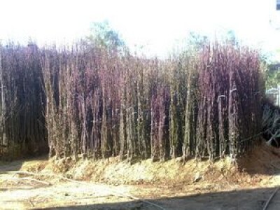 Sadnice voca svih vrsta - Dostava brzom postom