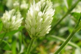 Aleksandrijska djetelina TIM