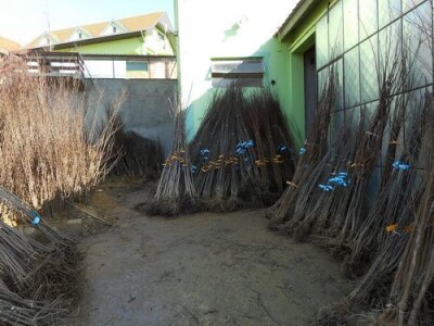 Trogodisnje i dvogodisnje vocne sadnice već od 150 din