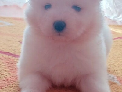 Na prodaju vrhunski štenci samojeda, oštenjeni 23.10.2023.