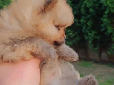 Pomeranac Top zenka
