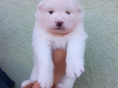 Na prodaju vrhunski štenci samojeda, oštenjeni 23.10.2023.