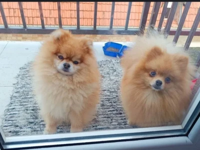 Pomeranac Top zenka