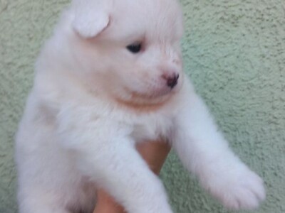 Na prodaju vrhunski štenci samojeda, oštenjeni 23.10.2023.