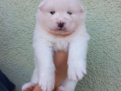 Na prodaju vrhunski štenci samojeda, oštenjeni 23.10.2023.