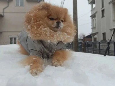 Pomeranac Top zenka