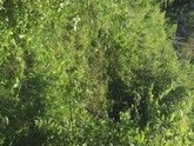 Dubranec, voćnjak 1.600m2