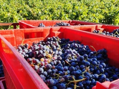 Prodaja grožđa sorte Plavac mali - Pelješac