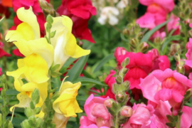 ZIJEVALICA Antirrhinum majus