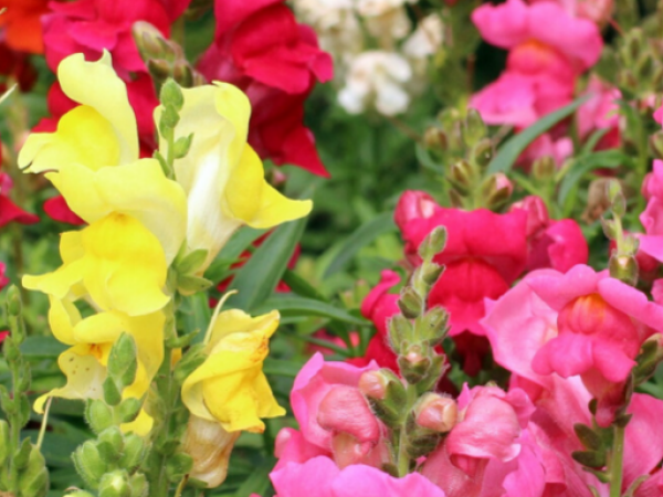 ZIJEVALICA Antirrhinum majus