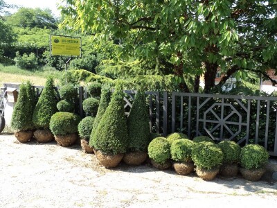 Šimšir, pušpan, buxus, rasadnik, ukrasno bilje
