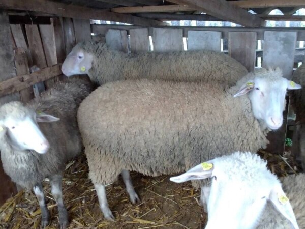 10 siljagnica na prodaju