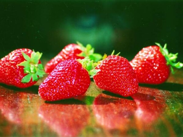 Milsana® - Za ojačavanje otpornosti i poticanje vitalnosti biljaka