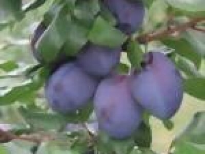 Top Taste ® Kulinaria    NOVO!