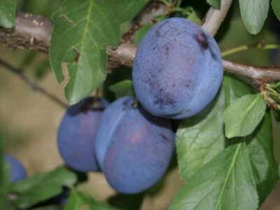 Top Taste ® Kulinaria    NOVO!