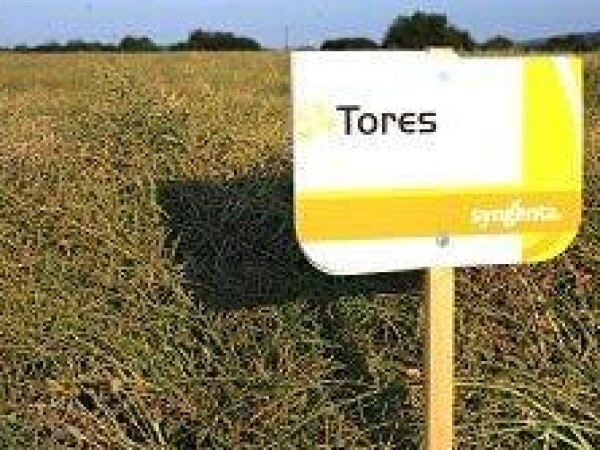 Tores - uljana repica