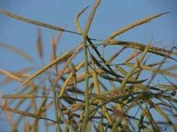 Sy Kolumb - uljana repica