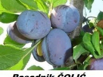 Ponuda VOĆNIH i LOZNIH SADNICA  za jesen 2013/ proleće 2014.god