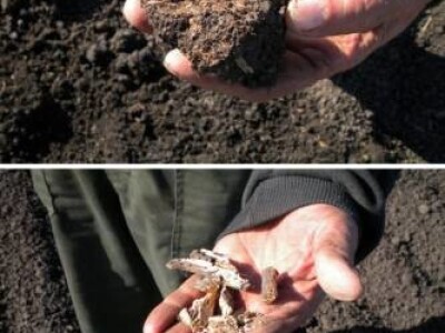 PHILAZONIT - Cjepivo za tlo