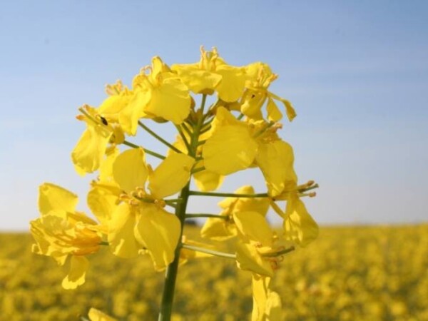 Sitro - hibrid ozime uljane repice