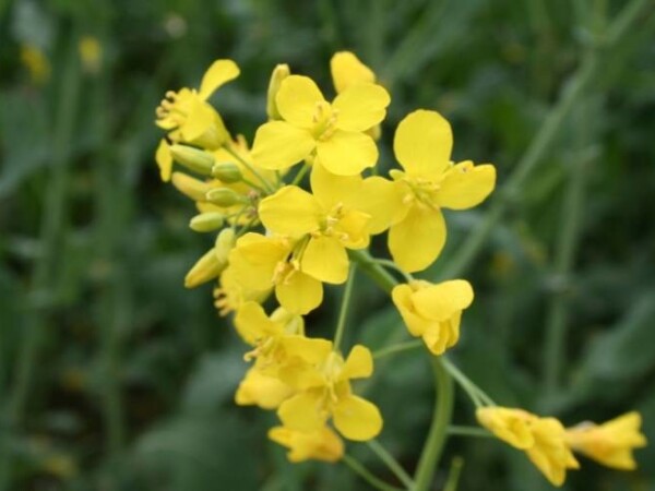 Vectra - hibrid ozime uljane repice