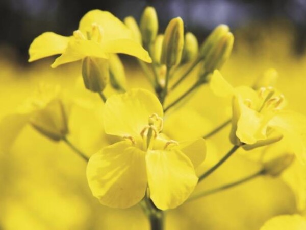 Chagall - sorta ozime uljane repice