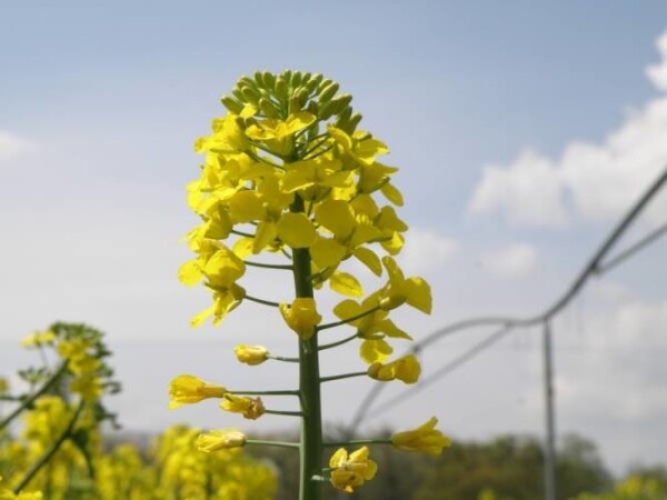 Oase - sorta uljane repice