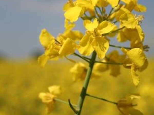 Siska -sorta ozime uljane repice