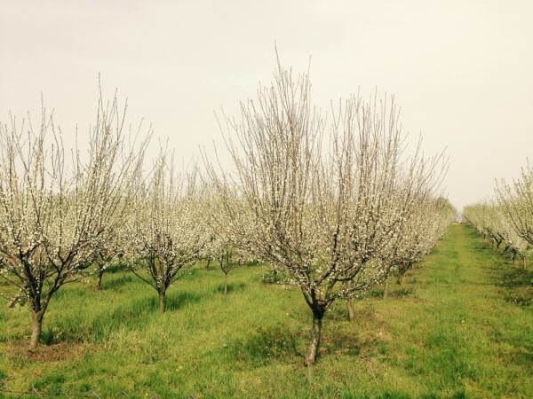 Eko voćnjak i proizvodi od voća