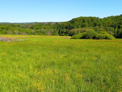 Poljoprivredno imanje 45.000 ili 60.000 m2 sa gradevinskim dijelom, sumom, bunarom i potokom