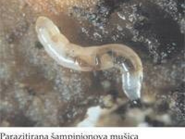 Nemacel® - Nematode (Steinernema feltiae) za suzbijanje ličinki male crne mušice