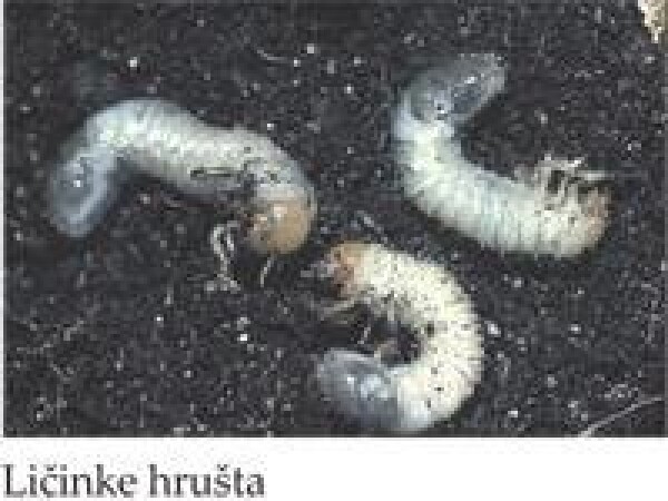 Nemagreen® - Nematode (Heterorhabditis bacteriophora) za suzbijanje ličinki hrušta